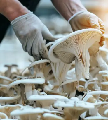FRESH OYSTER MUSHROOM (1KG)
