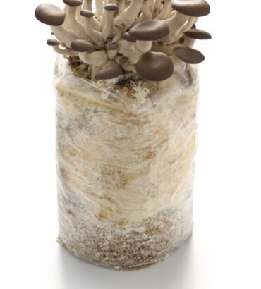 MUSHROOM TUBES (TUBE)